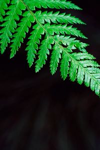 Preview wallpaper fern, plant, leaf
