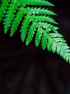 Preview wallpaper fern, plant, leaf