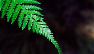 Preview wallpaper fern, plant, leaf