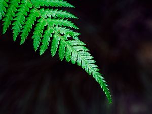 Preview wallpaper fern, plant, leaf