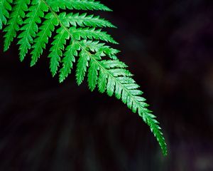 Preview wallpaper fern, plant, leaf