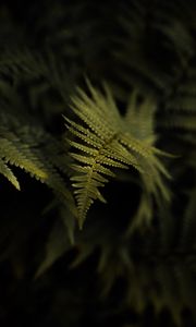 Preview wallpaper fern, plant, leaf, macro, green