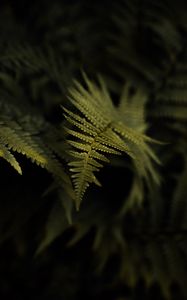 Preview wallpaper fern, plant, leaf, macro, green