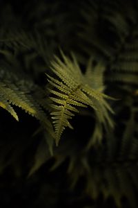 Preview wallpaper fern, plant, leaf, macro, green