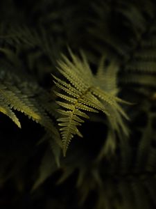 Preview wallpaper fern, plant, leaf, macro, green