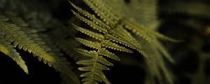 Preview wallpaper fern, plant, leaf, macro, green