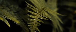 Preview wallpaper fern, plant, leaf, macro, green