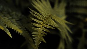 Preview wallpaper fern, plant, leaf, macro, green