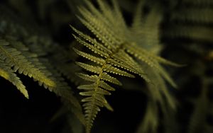 Preview wallpaper fern, plant, leaf, macro, green