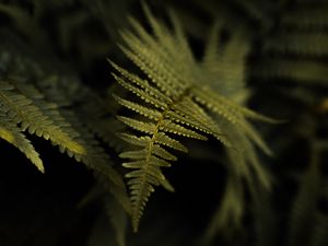 Preview wallpaper fern, plant, leaf, macro, green