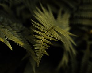 Preview wallpaper fern, plant, leaf, macro, green
