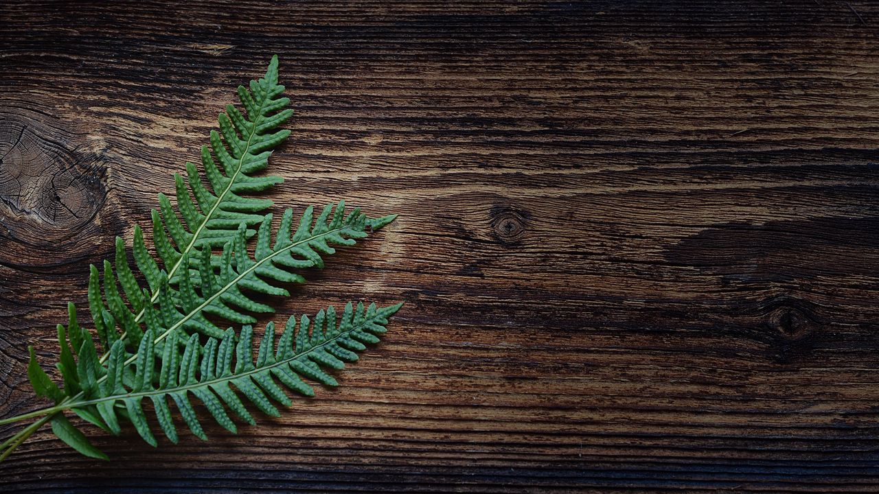 Wallpaper fern, plant, leaves