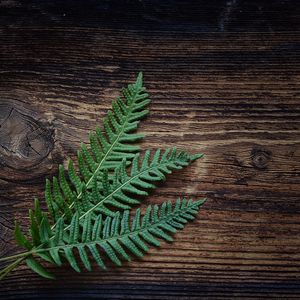 Preview wallpaper fern, plant, leaves