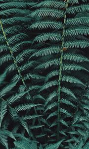Preview wallpaper fern, plant, leaves, carved, green