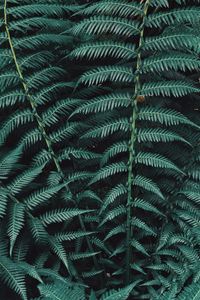 Preview wallpaper fern, plant, leaves, carved, green