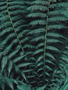 Preview wallpaper fern, plant, leaves, carved, green