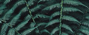 Preview wallpaper fern, plant, leaves, carved, green