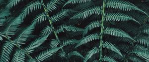 Preview wallpaper fern, plant, leaves, carved, green