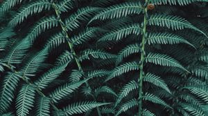 Preview wallpaper fern, plant, leaves, carved, green