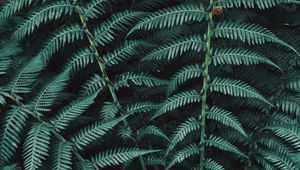 Preview wallpaper fern, plant, leaves, carved, green