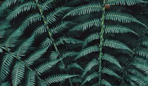 Preview wallpaper fern, plant, leaves, carved, green