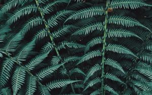 Preview wallpaper fern, plant, leaves, carved, green