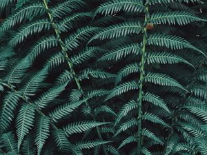 Preview wallpaper fern, plant, leaves, carved, green