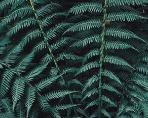 Preview wallpaper fern, plant, leaves, carved, green