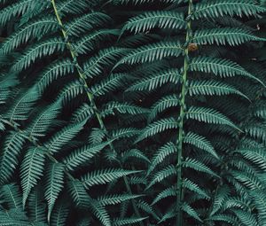 Preview wallpaper fern, plant, leaves, carved, green