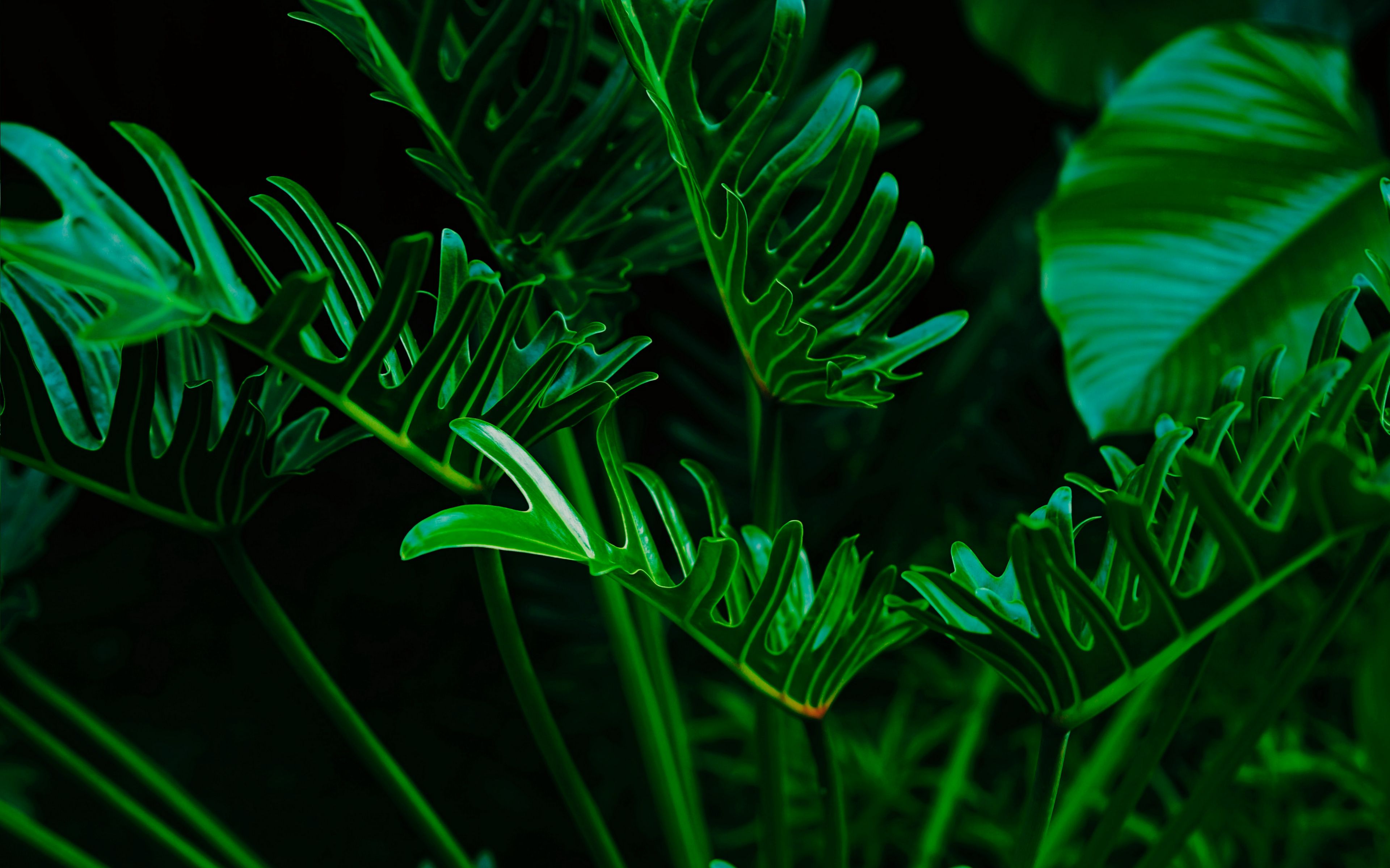 Download wallpaper 3840x2400 plant, leaves, green, exotic 4k ultra hd