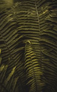 Preview wallpaper fern, plant, leaves, branches