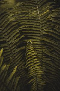 Preview wallpaper fern, plant, leaves, branches