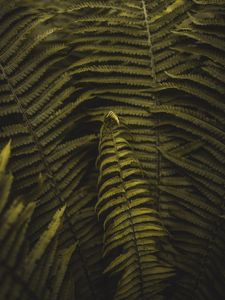 Preview wallpaper fern, plant, leaves, branches