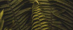 Preview wallpaper fern, plant, leaves, branches