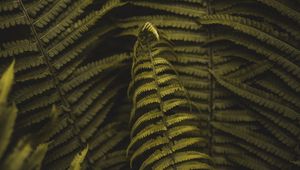 Preview wallpaper fern, plant, leaves, branches