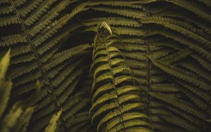 Preview wallpaper fern, plant, leaves, branches