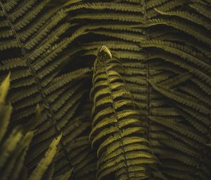 Preview wallpaper fern, plant, leaves, branches