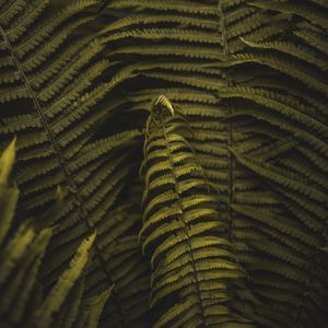 Preview wallpaper fern, plant, leaves, branches