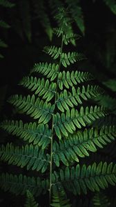 Preview wallpaper fern, plant, leaves, bushes