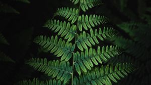 Preview wallpaper fern, plant, leaves, bushes