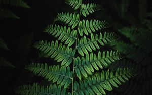 Preview wallpaper fern, plant, leaves, bushes