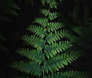 Preview wallpaper fern, plant, leaves, bushes