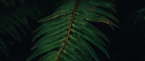 Preview wallpaper fern, plant, leaves, green, macro