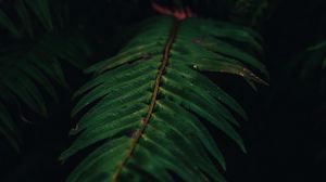 Preview wallpaper fern, plant, leaves, green, macro