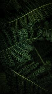 Preview wallpaper fern, plant, leaves, macro, green