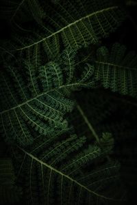 Preview wallpaper fern, plant, leaves, macro, green