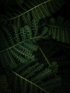 Preview wallpaper fern, plant, leaves, macro, green