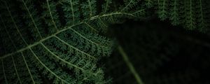 Preview wallpaper fern, plant, leaves, macro, green