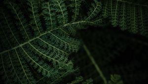 Preview wallpaper fern, plant, leaves, macro, green