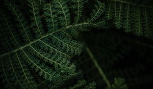 Preview wallpaper fern, plant, leaves, macro, green